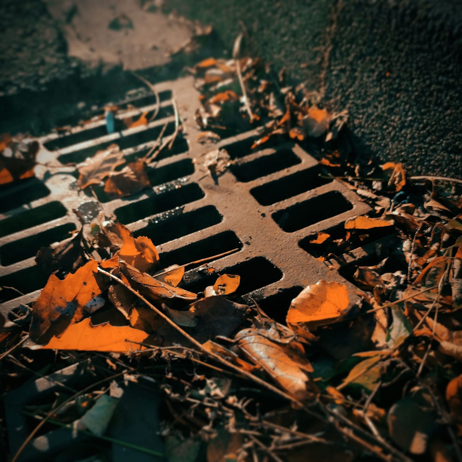 Fallen leaves and debris covering a road gully grate