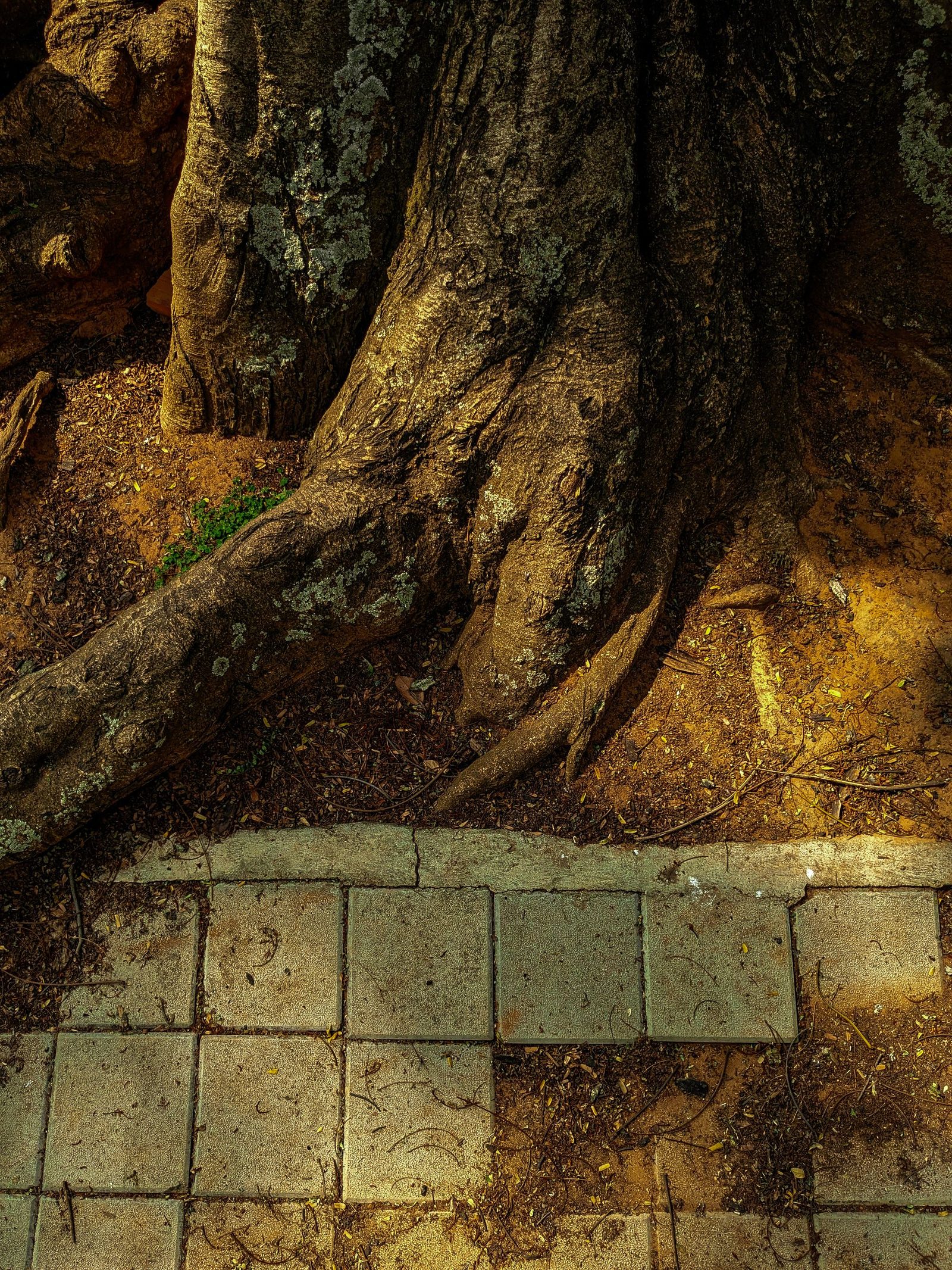 Tree roots spreading under a paved footpath